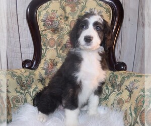 Bernedoodle Puppy for sale in CABOOL, MO, USA