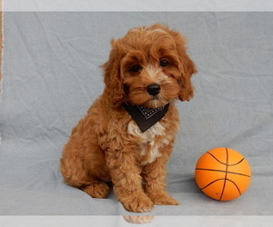 Cavapoo Puppy for sale in MILLERSBURG, OH, USA