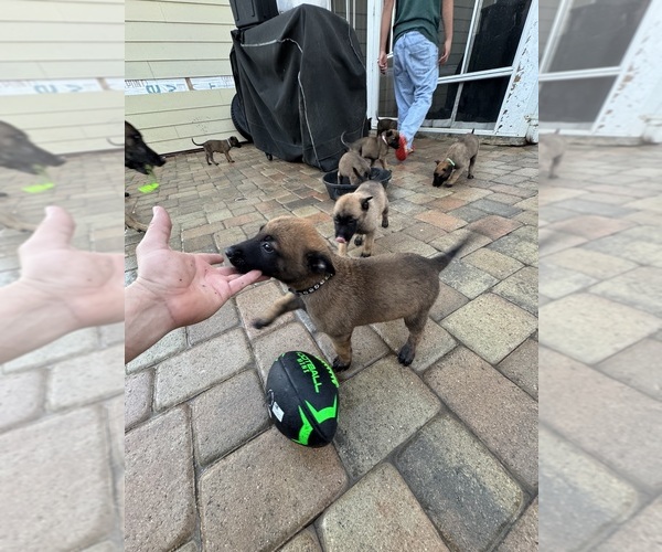 Medium Photo #5 Belgian Malinois Puppy For Sale in OXNARD, CA, USA