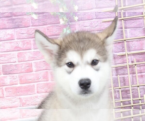 Medium Photo #2 Alaskan Malamute Puppy For Sale in BEL AIR, MD, USA