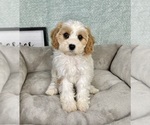 Small #5 Cavapoo