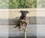 Small #12 American Pit Bull Terrier-Labrador Retriever Mix