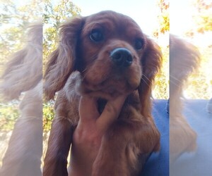 Cavalier King Charles Spaniel Puppy for sale in EAST PROVIDENCE, RI, USA