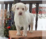 Small Photo #3 Labrador Retriever Puppy For Sale in MYERSTOWN, PA, USA