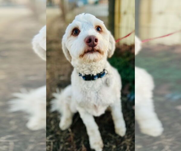 Medium Photo #2 Poodle (Miniature)-Unknown Mix Puppy For Sale in Pacolet, SC, USA