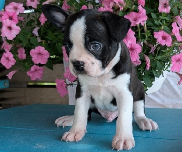 Medium Photo #47 Boston Terrier Puppy For Sale in GOSHEN, IN, USA