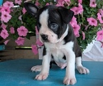 Small Photo #47 Boston Terrier Puppy For Sale in GOSHEN, IN, USA
