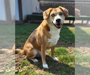 Beagle-Unknown Mix Dogs for adoption in Germantown, OH, USA