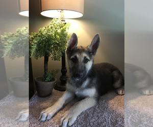 German Shepherd Dog Puppy for sale in BUTLER, OH, USA
