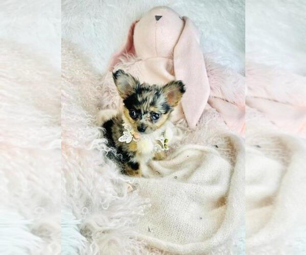 Medium Photo #3 Chihuahua Puppy For Sale in NAPLES, FL, USA