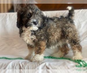 Miniature Bernedoodle Puppy for sale in INDIANAPOLIS, IN, USA