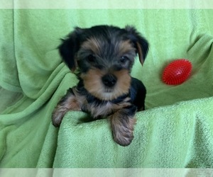 Yorkshire Terrier Puppy for sale in ANTELOPE, CA, USA
