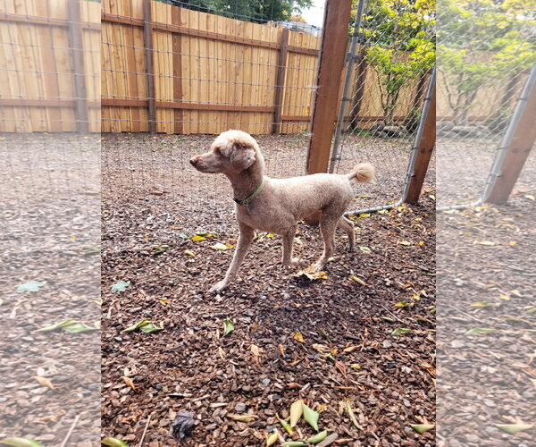 Medium Photo #3 Poodle (Standard) Puppy For Sale in Sequim, WA, USA