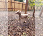 Small #2 Poodle (Standard)