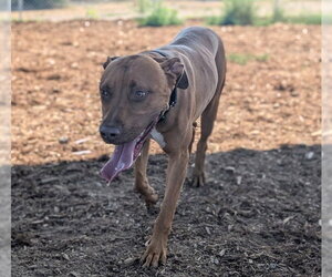 American Pit Bull Terrier-Labrador Retriever Mix Dogs for adoption in Denver, CO, USA