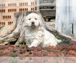 Medium English Cream Golden Retriever