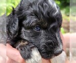 Small #3 F2 Aussiedoodle