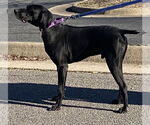 Small #8 German Shorthaired Pointer Mix