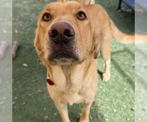Serena - Female Labrador Retriever Dog for Adoption - Photo #3