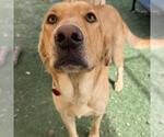 Small Photo #3 Labrador Retriever Puppy For Sale in San Diego, CA, USA