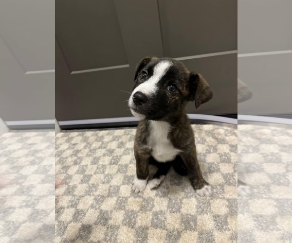 Medium Photo #2 Boxador Puppy For Sale in SHERBURNE, NY, USA