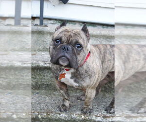 Bulldog-Unknown Mix Dogs for adoption in Minneapolis, MN, USA