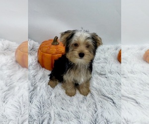 Yorkshire Terrier Puppy for sale in SANDY HOOK, KY, USA