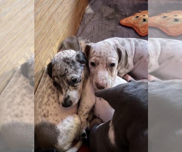 Medium Photo #126 Dachshund Puppy For Sale in LAKEBAY, WA, USA