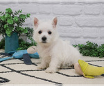 Small #3 West Highland White Terrier