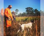 Small Photo #2 German Shorthaired Pointer Puppy For Sale in SARASOTA, FL, USA