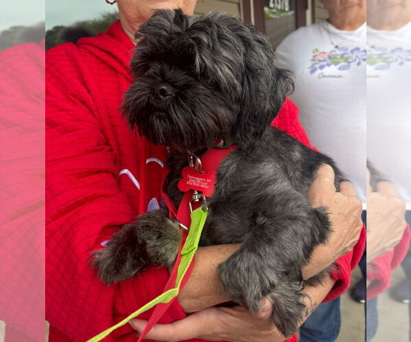 Medium Photo #6 Shih Tzu-Unknown Mix Puppy For Sale in Grafton, WI, USA