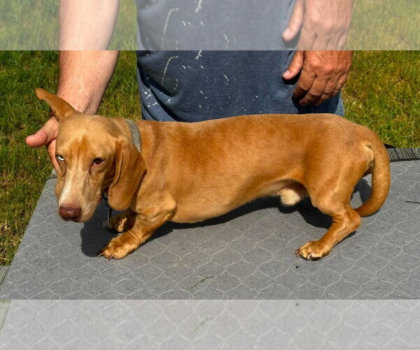 Medium Photo #3 Dachshund Puppy For Sale in Boonton, NJ, USA
