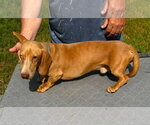 Small #2 Dachshund