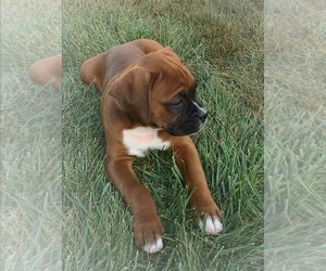 Boxer Puppy for Sale in APPLE CREEK, Ohio USA