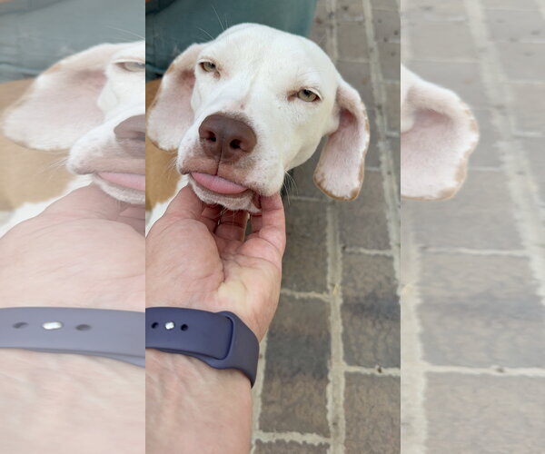 Medium Photo #1 Beagle-Unknown Mix Puppy For Sale in Woodbury, NY, USA