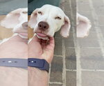 Small Beagle Mix