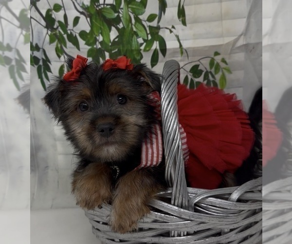 Medium Photo #6 Shorkie Tzu Puppy For Sale in SELLERSBURG, IN, USA