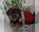 Small #5 Shorkie Tzu
