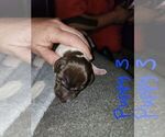 Small Photo #11 German Shorthaired Pointer Puppy For Sale in BEULAVILLE, NC, USA