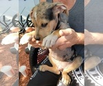 Small Photo #7 Catahoula Bulldog Puppy For Sale in MIAMI BEACH, FL, USA