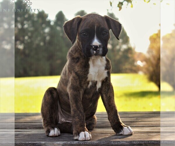 Medium Photo #2 Boxer Puppy For Sale in GORDONVILLE, PA, USA