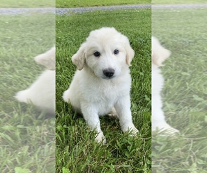 Great Pyrenees Puppy for sale in CANOGA, NY, USA