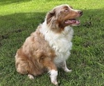 Small Photo #1 Miniature Australian Shepherd Puppy For Sale in EVERTON, MO, USA