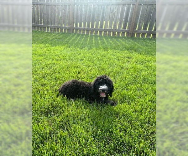 Medium Photo #2 Bernese Mountain Dog Puppy For Sale in Wheaton, IL, USA