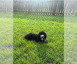 Small #1 Bernese Mountain Dog