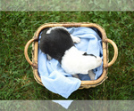 Small Photo #3 Old English Sheepdog Puppy For Sale in LUCERNE, IN, USA