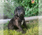 Puppy Bolt Poodle (Standard)