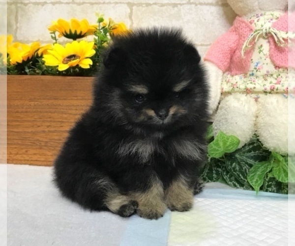 Medium Photo #4 Pomeranian Puppy For Sale in SAN FRANCISCO, CA, USA