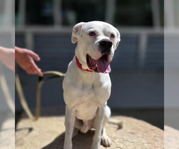 Medium Photo #2 Boxer-Unknown Mix Puppy For Sale in Las Vegas, NV, USA