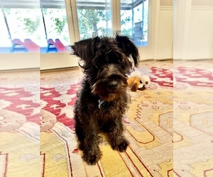 Schnoodle (Miniature) Puppy for sale in TIFTON, GA, USA